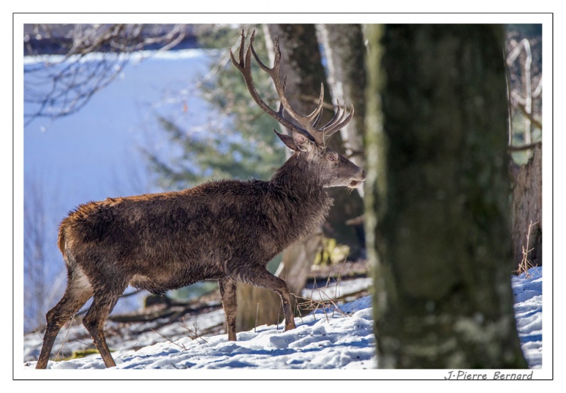 BayerMercredi 17-02-15 0389
