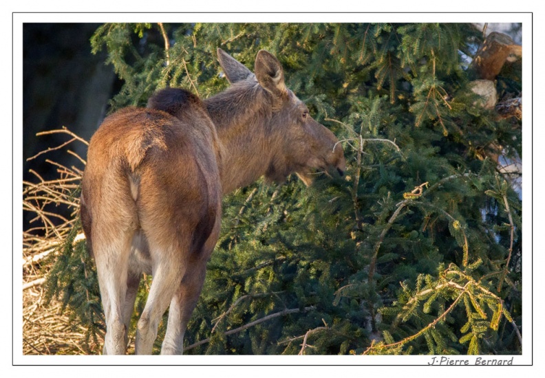 BayerMercredi 17-02-15 0506